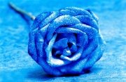 وردة  زرقاء